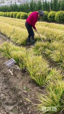 高度30厘米金叶石菖蒲