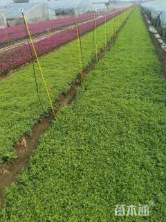 高度10厘米千屈菜