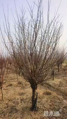 高度300厘米红叶榆叶梅