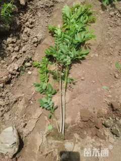 高度60厘米紫穗槐小苗