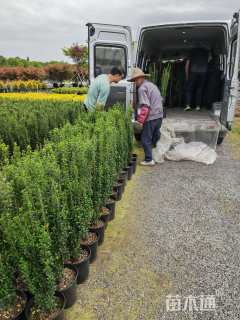 高度80厘米直立冬青