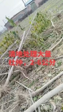4公分杜仲