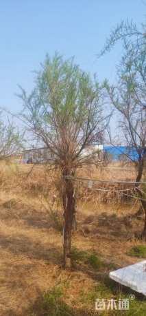 高度350厘米柽柳