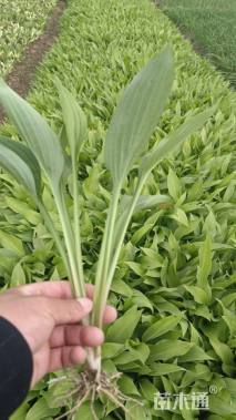 高度20厘米玉簪