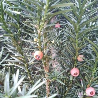 高度20厘米曼地亚红豆杉