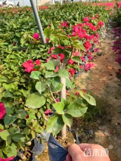 高度35厘米红花三角梅