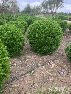 冠幅100厘米冬青球