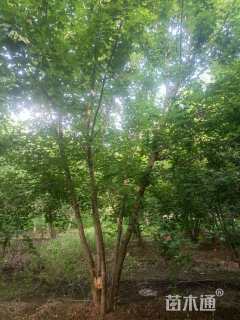 高度700厘米丛生五角枫