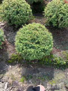 高度80厘米火棘