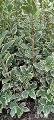 高度60厘米金边黄杨