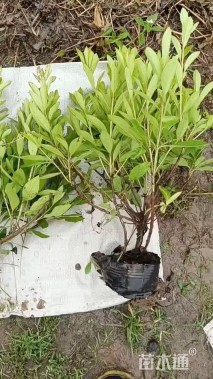 高度45厘米毛鹃