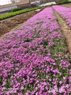 高度10厘米丛生福禄考