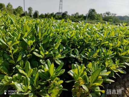 高度30厘米海桐