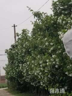 5公分流苏树