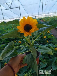 高度18厘米向日葵