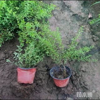 高度25厘米喷雪花