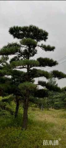 35公分造型油松