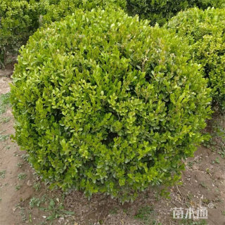 冠幅150厘米瓜子黄杨球