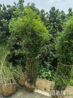 地栽苗观音竹