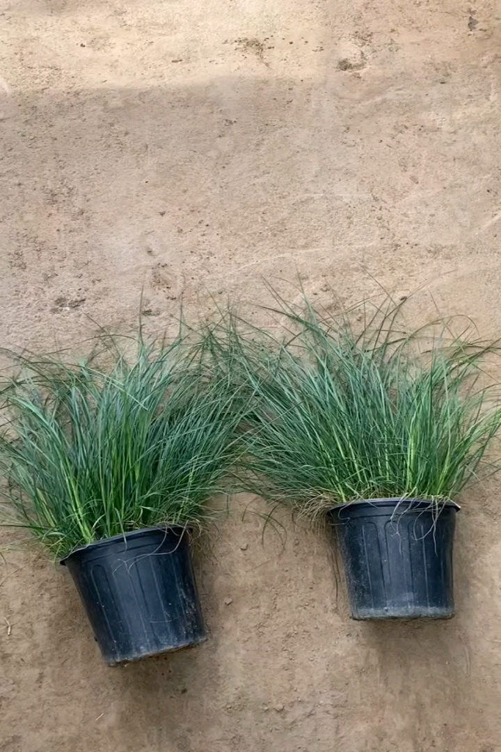 高度20厘米画眉草