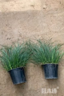 高度20厘米画眉草