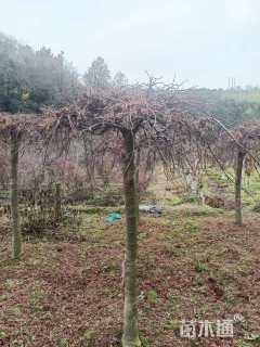 高度180厘米羽毛枫