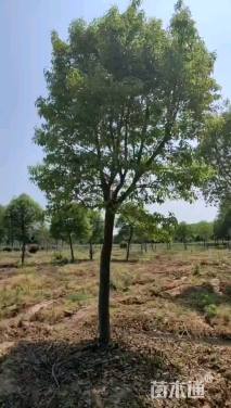 17公分红果冬青