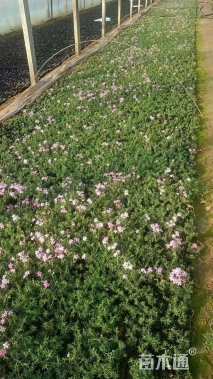 高度10厘米丛生福禄考