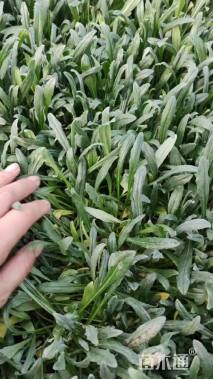 高度10厘米矢车菊