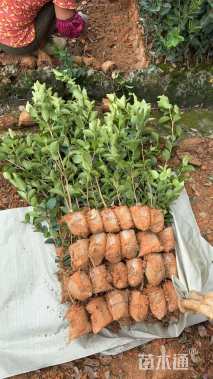 高度80厘米油茶