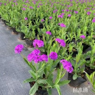 高度30厘米柳叶马鞭草
