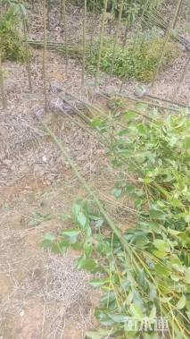 3公分香樟