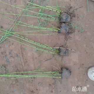 高度15厘米木贼