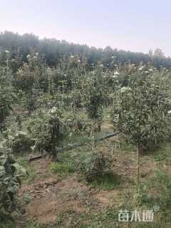 高度150厘米木本绣球