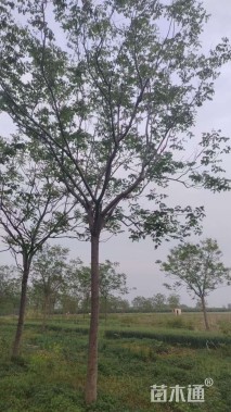 15公分栾树