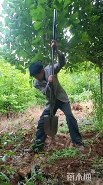 5公分红玉兰