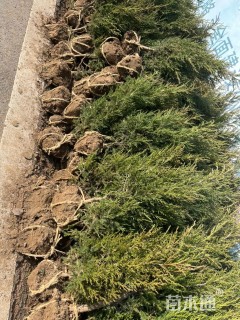 高度100厘米蜀桧柏