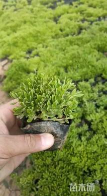 高度10厘米垂盆草