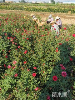 高度90厘米卡罗拉月季