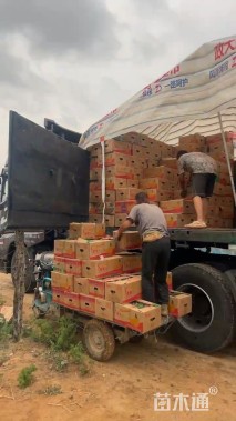 高度26厘米柳叶马鞭草