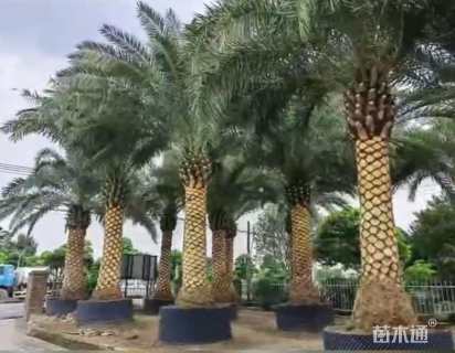 裸干高100厘米加拿利海枣