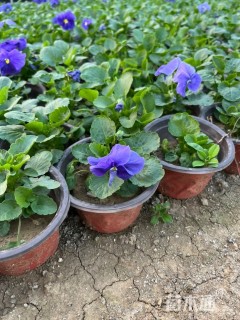 高度10厘米三色堇