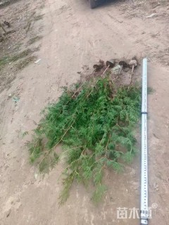 高度20厘米侧柏小苗