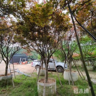 5公分红枫