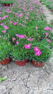 高度5厘米欧石竹