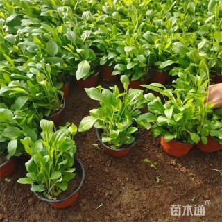 高度15厘米松果菊