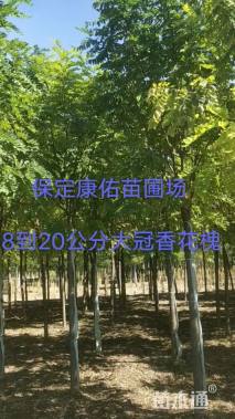 7公分嫁接香花槐