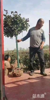 5公分树状月季