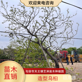 21公分造型乌桕