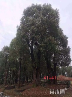 25公分香樟